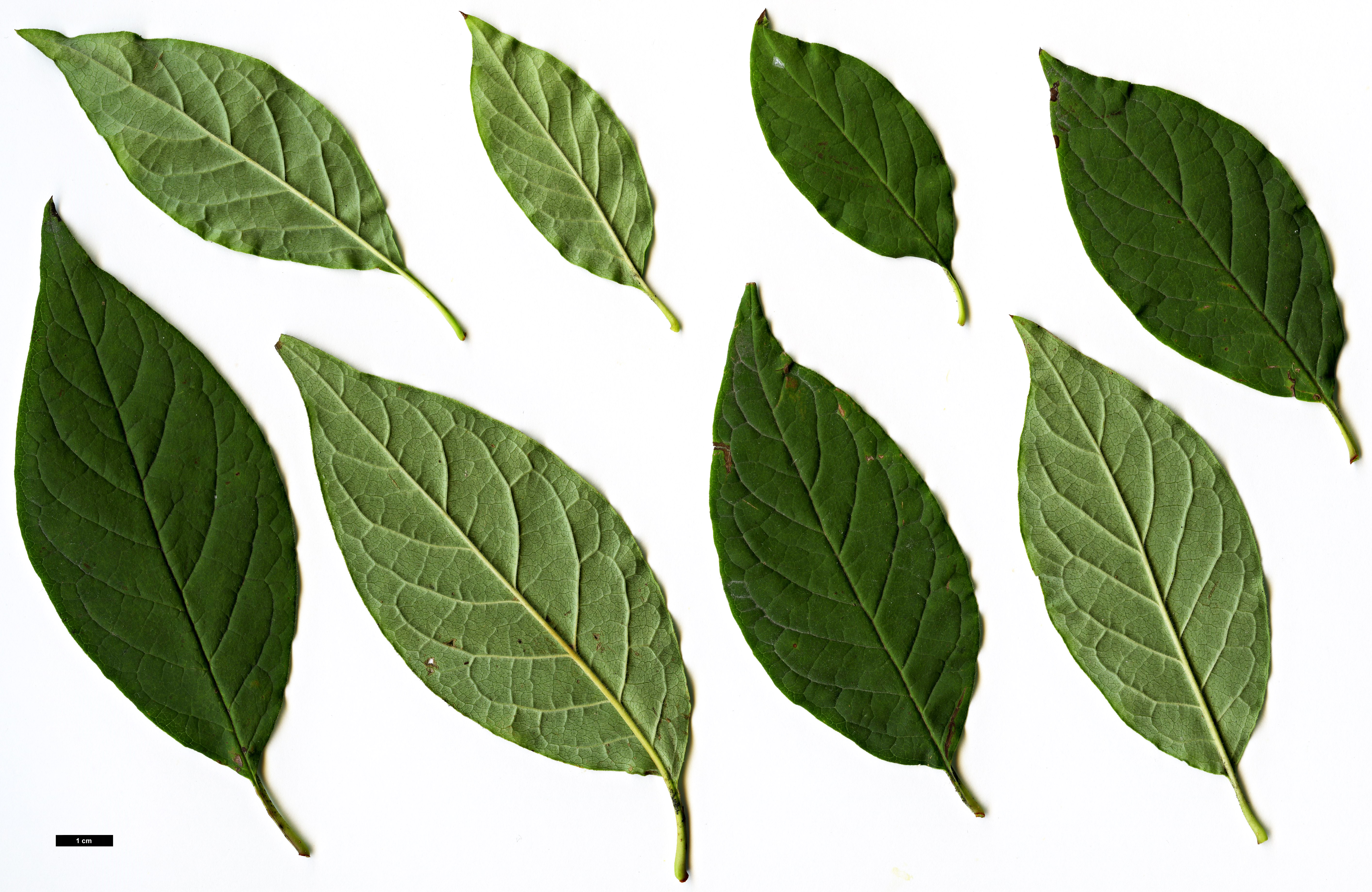 High resolution image: Family: Oleaceae - Genus: Syringa - Taxon: ×josiflexa - SpeciesSub: 'Bellicent' (S. josikea x S. komarowii subsp. refl